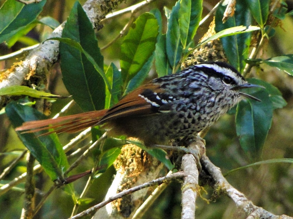 características da choquinha-da-serra