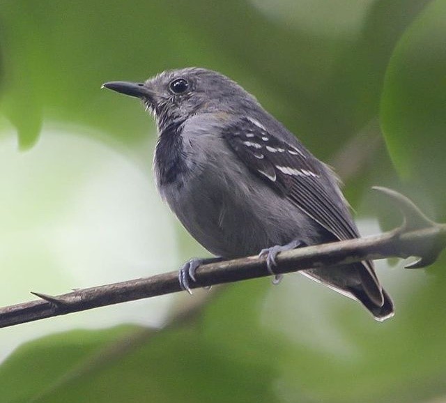 características da choquinha-de-asa-comprida