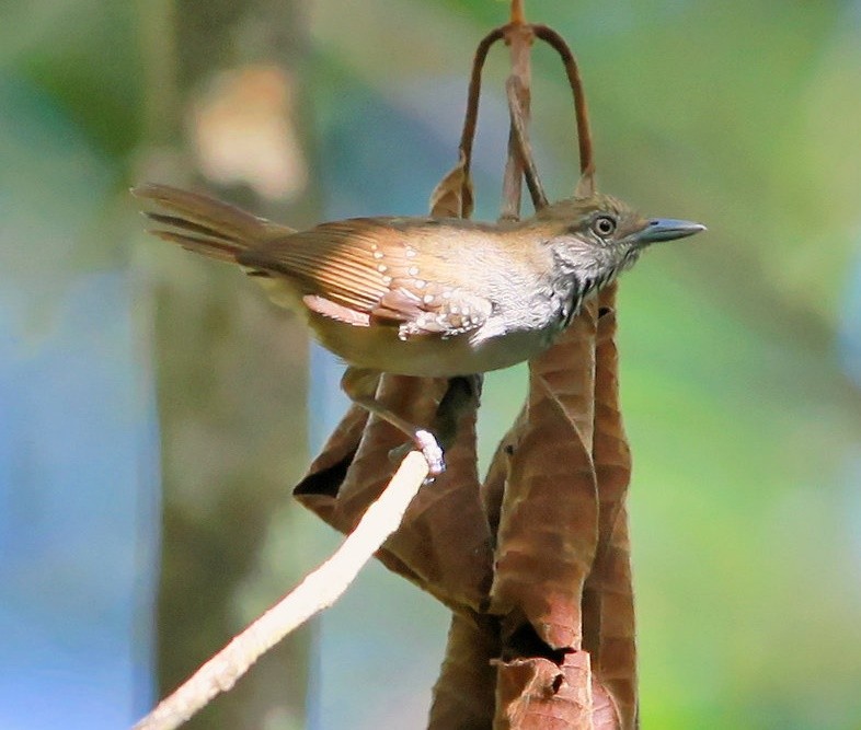 características da choquinha-de-barriga-parda