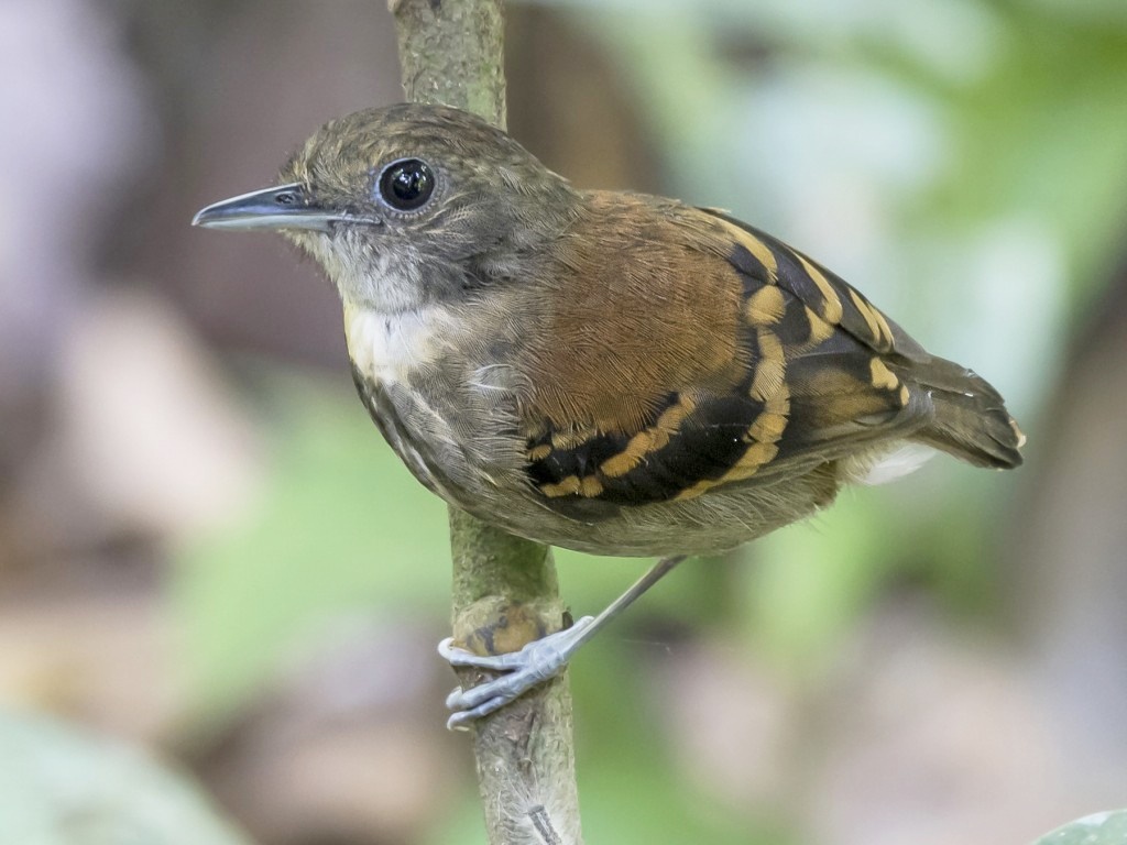 características da choquinha-de-barriga-ruiva