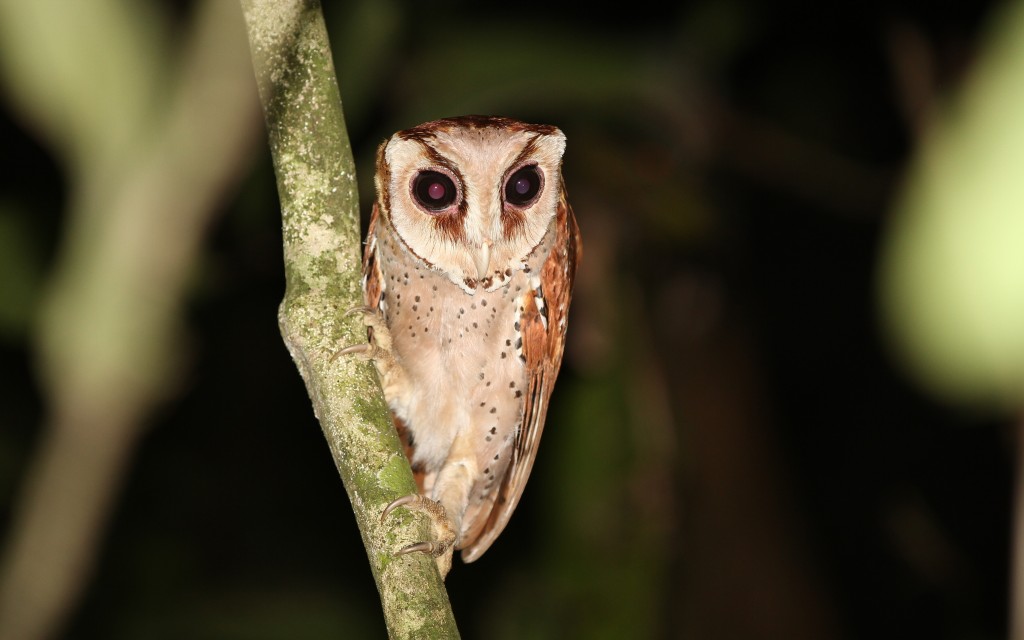 caracteristicas da coruja-baia-oriental