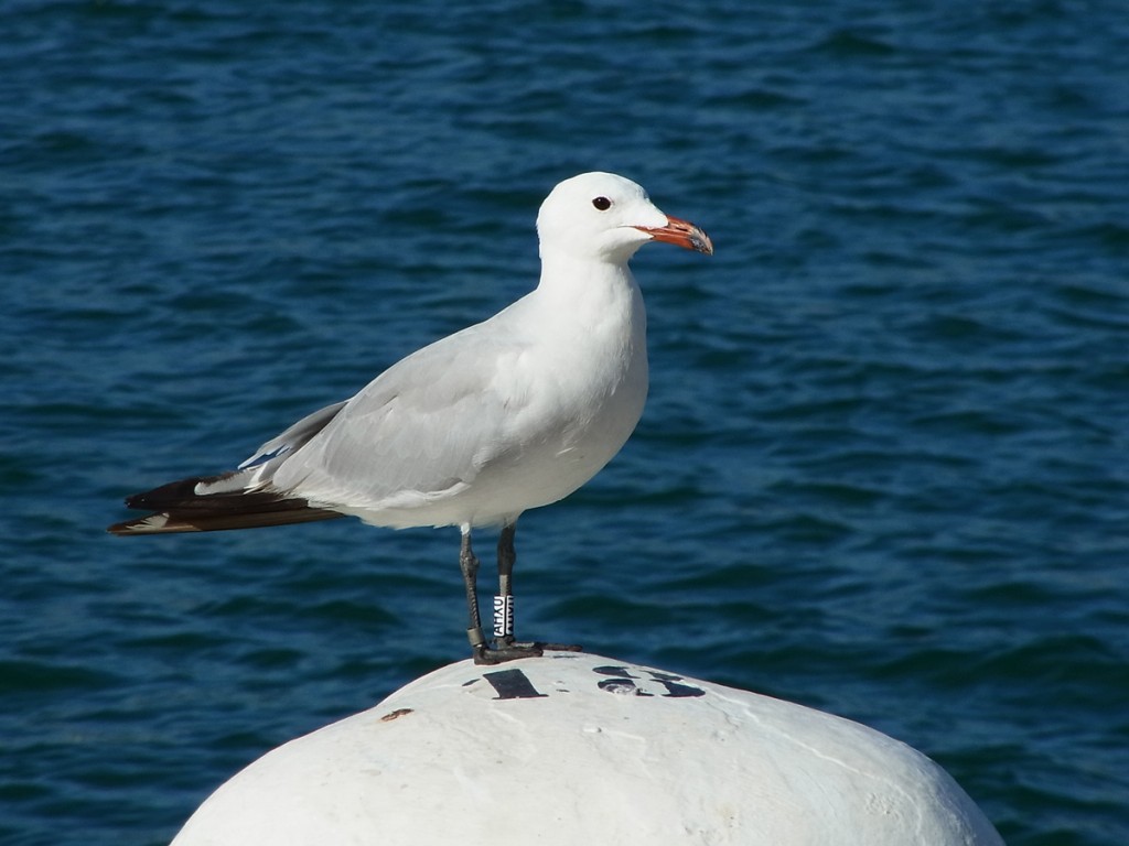 caracteristicas da gaivota-de-audouin