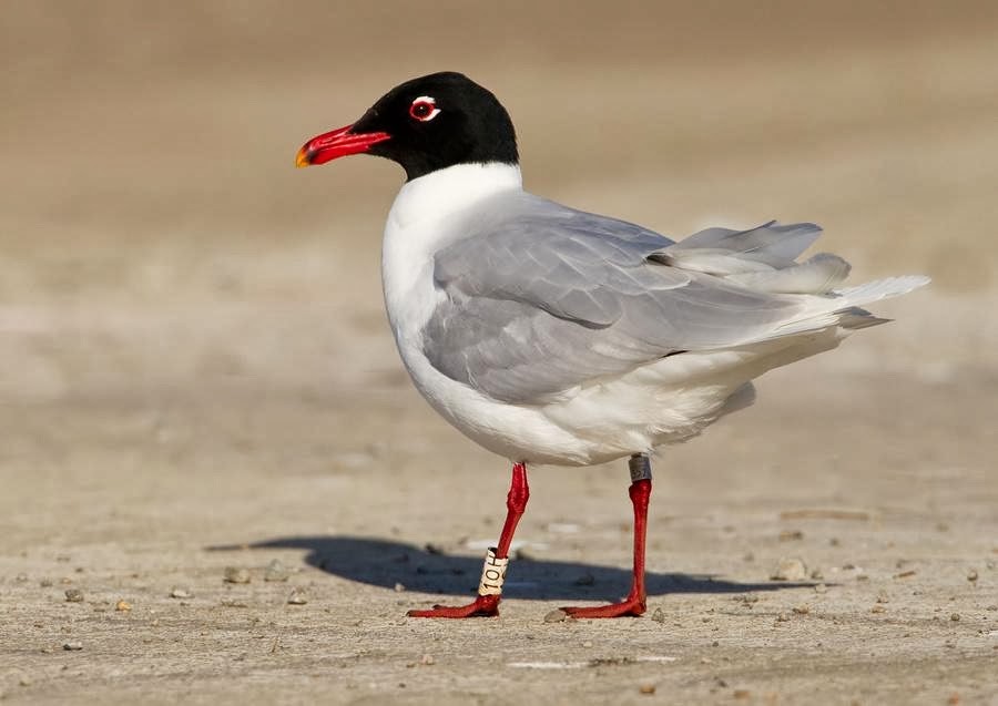 caracteristicas da gaivota-de-cabeca-preta