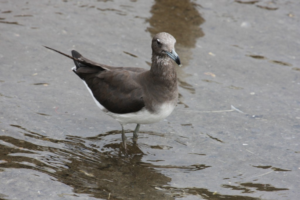 caracteristicas da gaivota fuliginosa