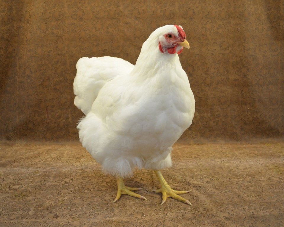 características da galinha cornish