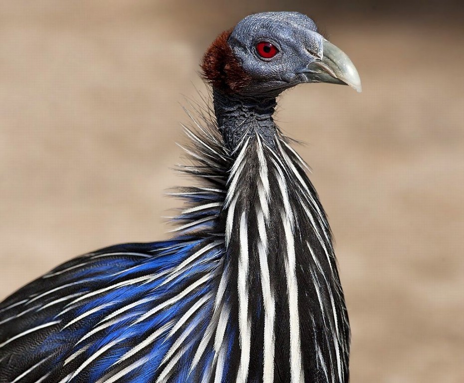 características da galinha-d’angola vulturina