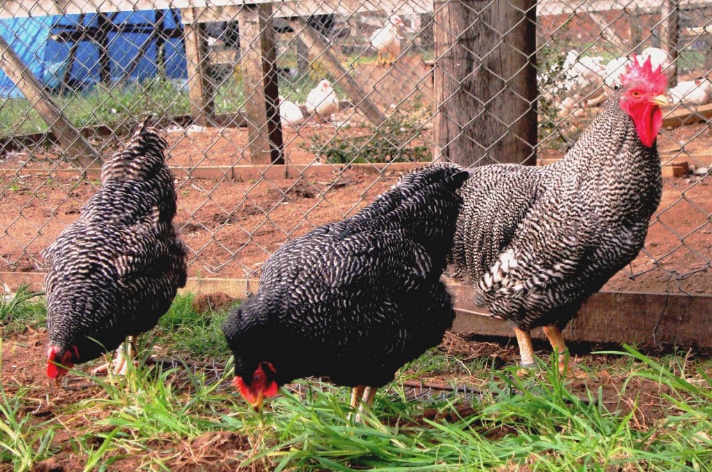 características da galinha pedres portuguesa