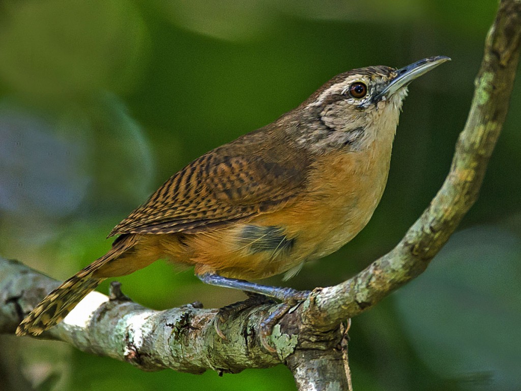 caracteristicas da garrincha-do-oeste