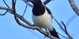 características da gralha-da-guiana