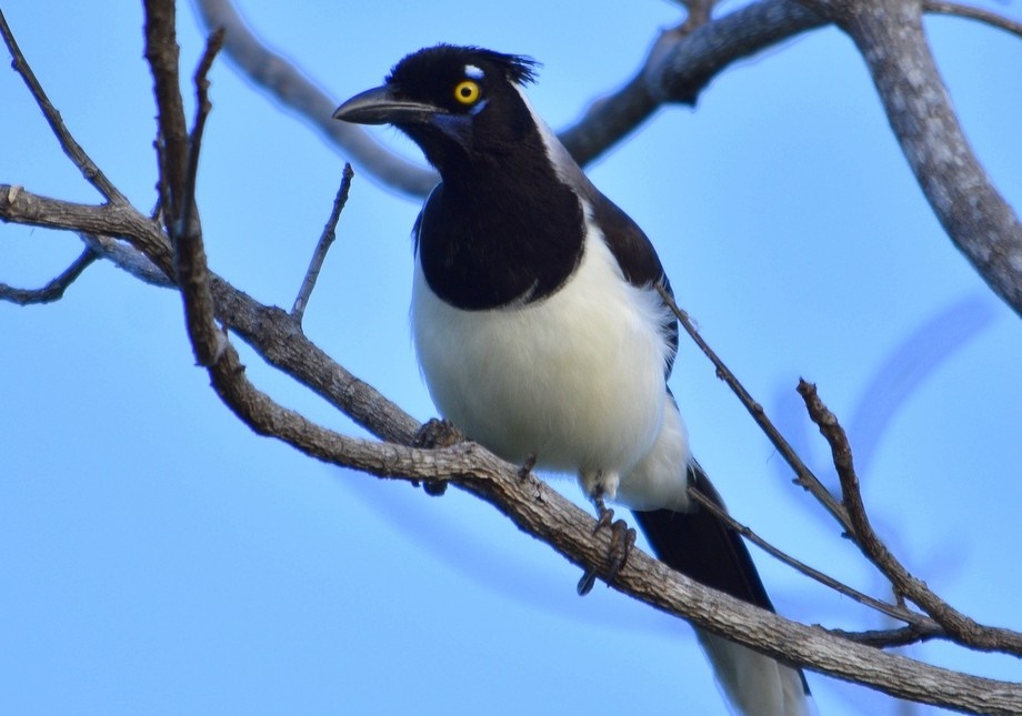 características da gralha-da-guiana