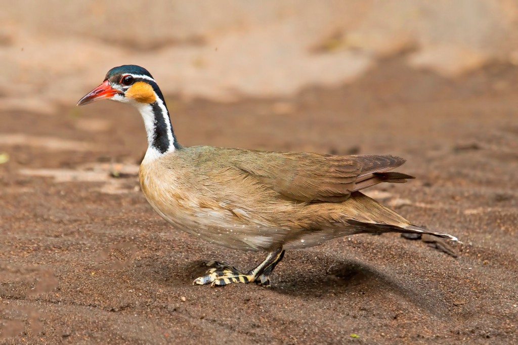 características da picaparra