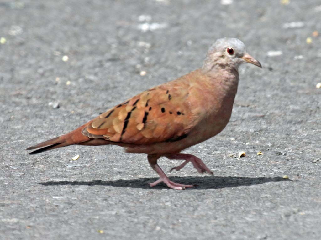 caracteristicas da rolinha-cinzentada