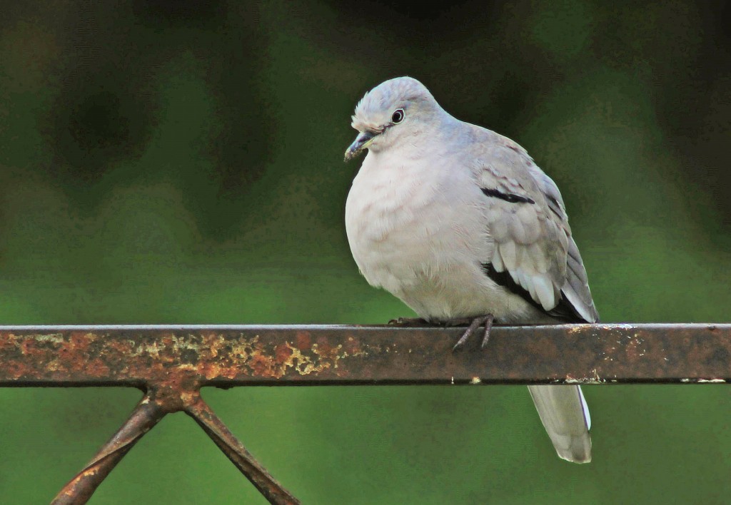 caracteristicas da rolinha-picui