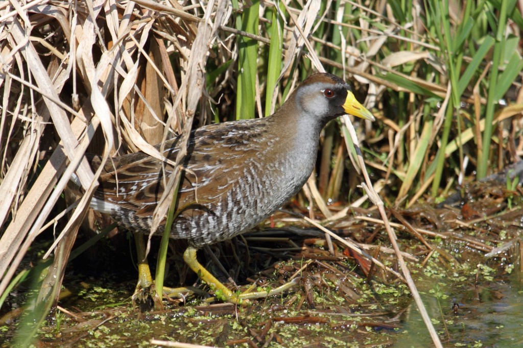 caracteristicas da sora