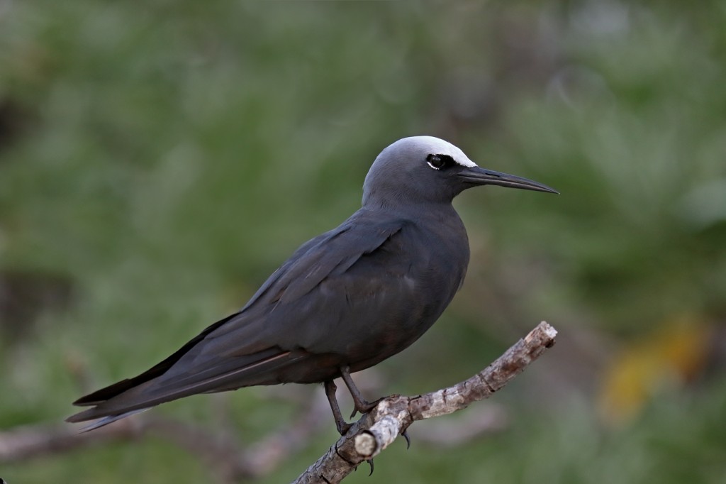 caracteristicas da trinta-reis-preto