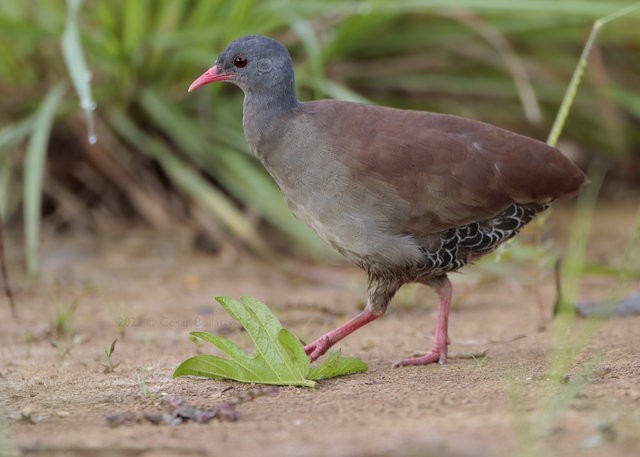 caracteristicas do Inhambu dos tepuis