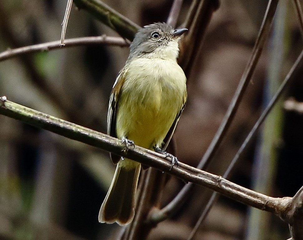 caracteristicas do Poaieiro-de-pata-fina