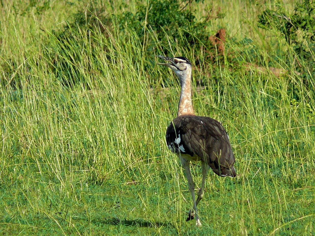 caracteristicas do abetarda-rea