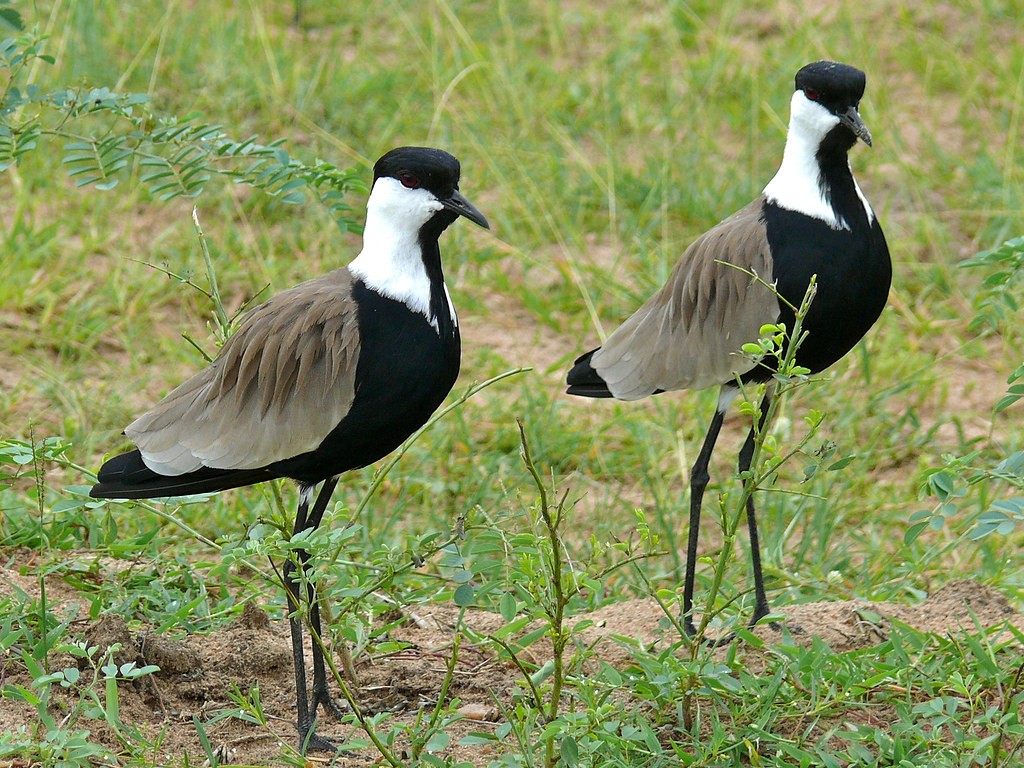 características do abibe de cabeca preta