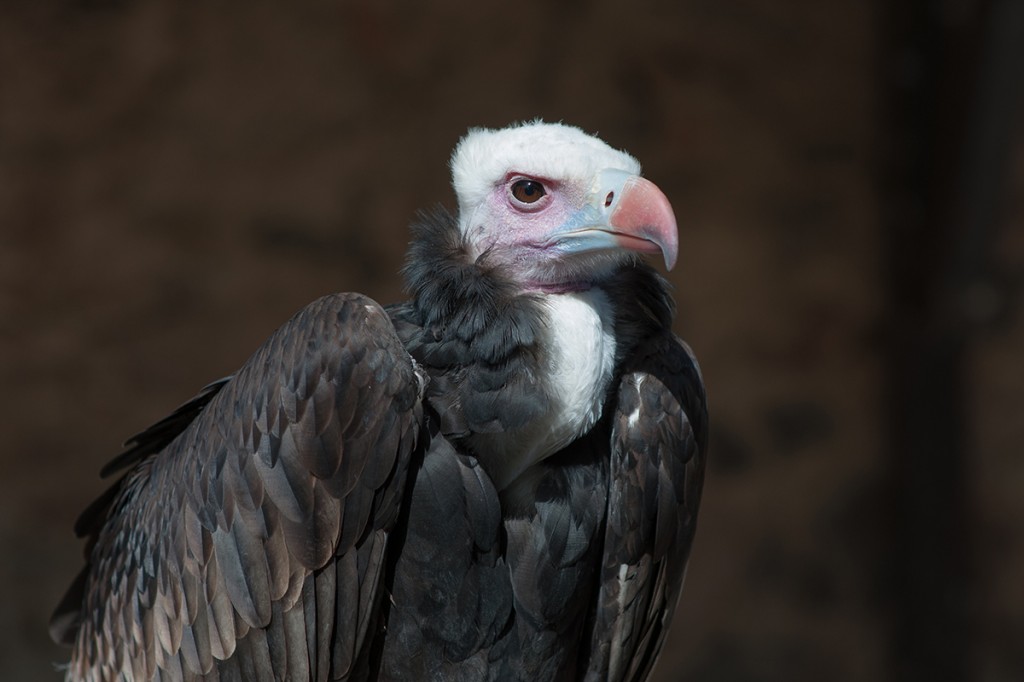 caracteristicas do abutre-de-cabeca-branca
