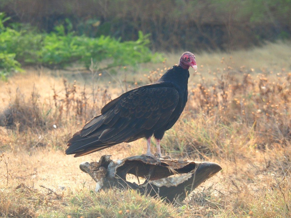 caracteristicas do abutre-de-capuz