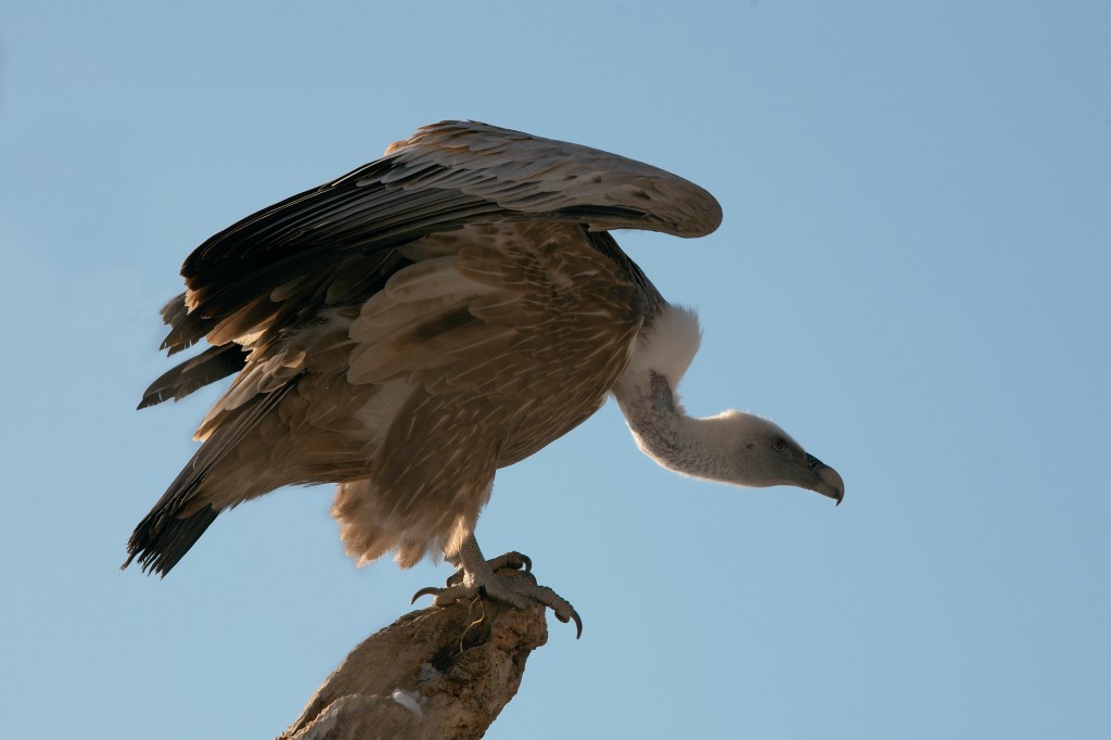 caracteristicas do abutre-do-cabo