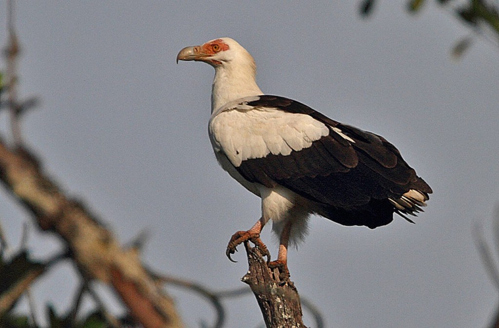 caracteristicas do abutre-do-coconote