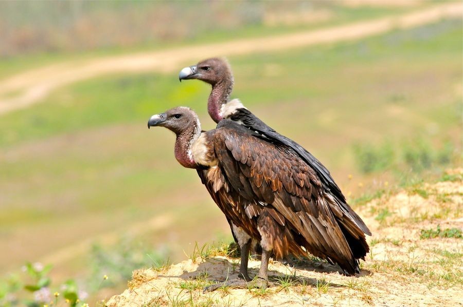 caracteristicas do abutre-indiano-de-dorso-branco