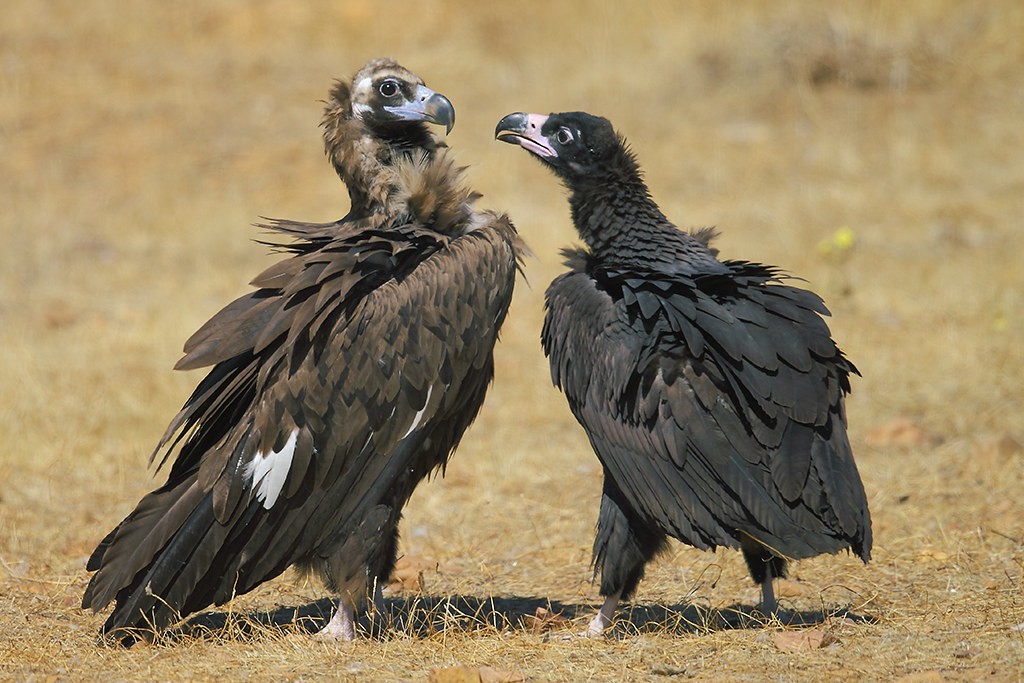 caracteristicas do abutre-preto