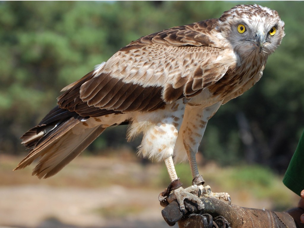 caracteristicas do aguia-serpentária-de-colar-ruivo