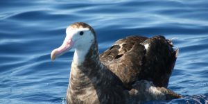 caracteristicas do albatroz antipoda