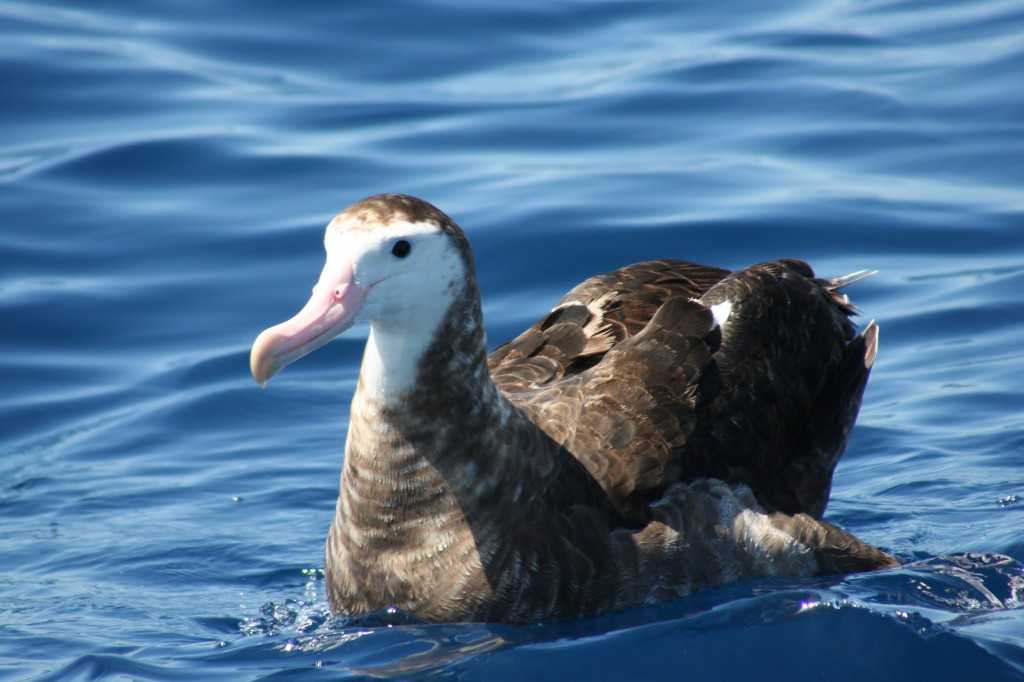 caracteristicas do albatroz antipoda