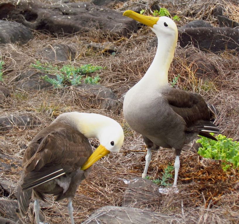 características do albatroz-das-galapagos