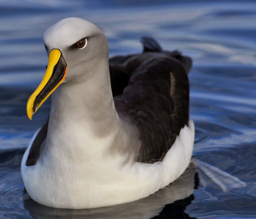 características do albatroz-de-buller