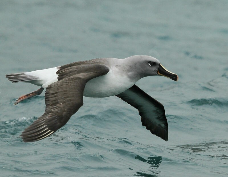 características do albatroz-de-cabeca-cinza