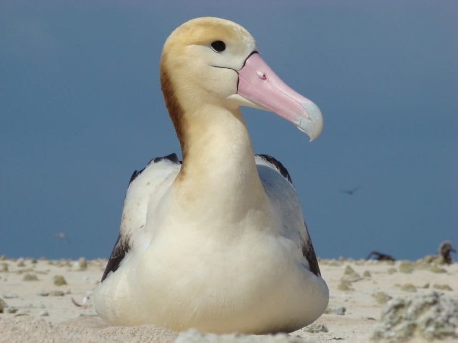 características do albatroz-de-cauda-curta