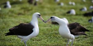 características do albatroz-de-laysan