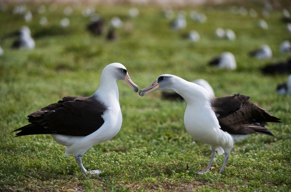 características do albatroz-de-laysan