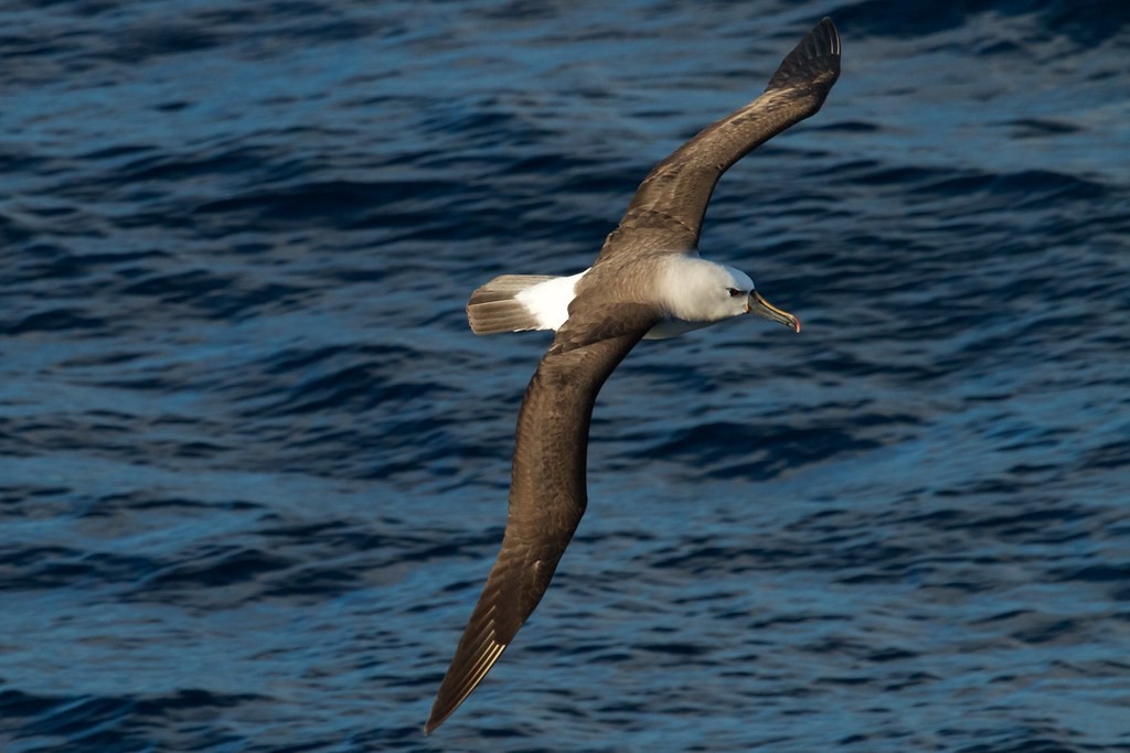 características do albatroz-de-nariz-amarelo