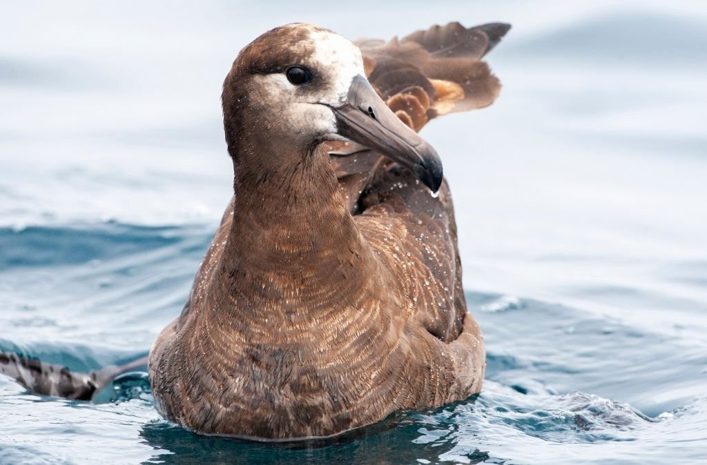 características do albatroz-patinegro