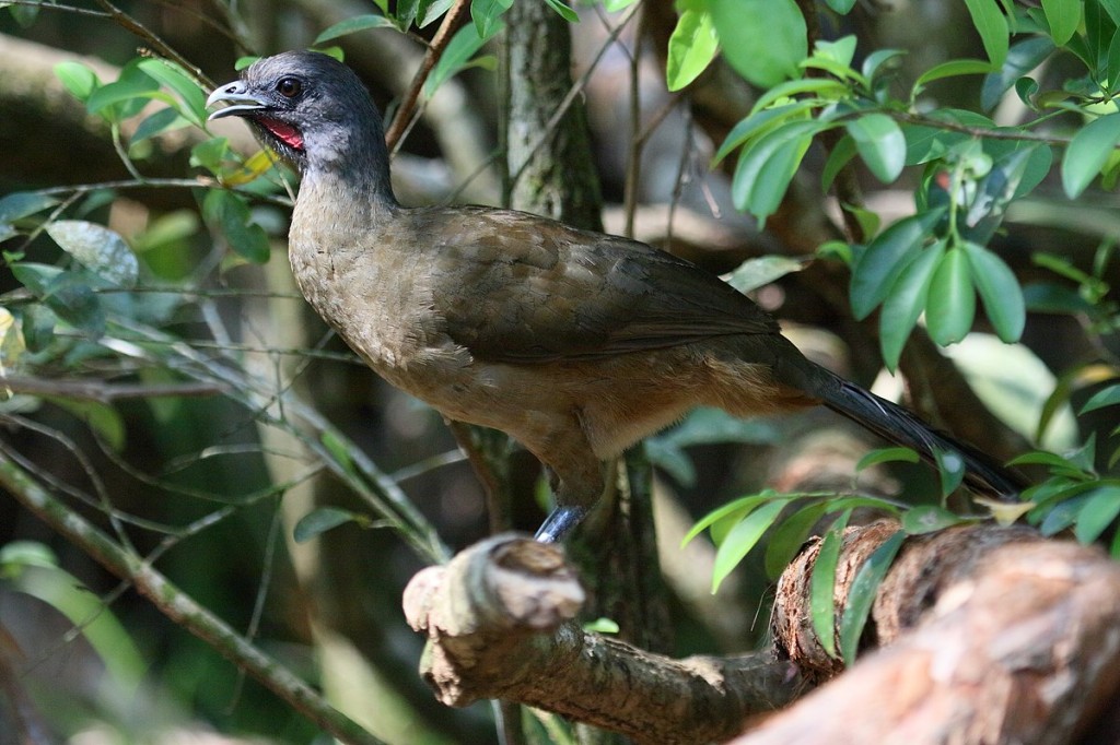 caracteristicas do aracua-de-asas-azuis