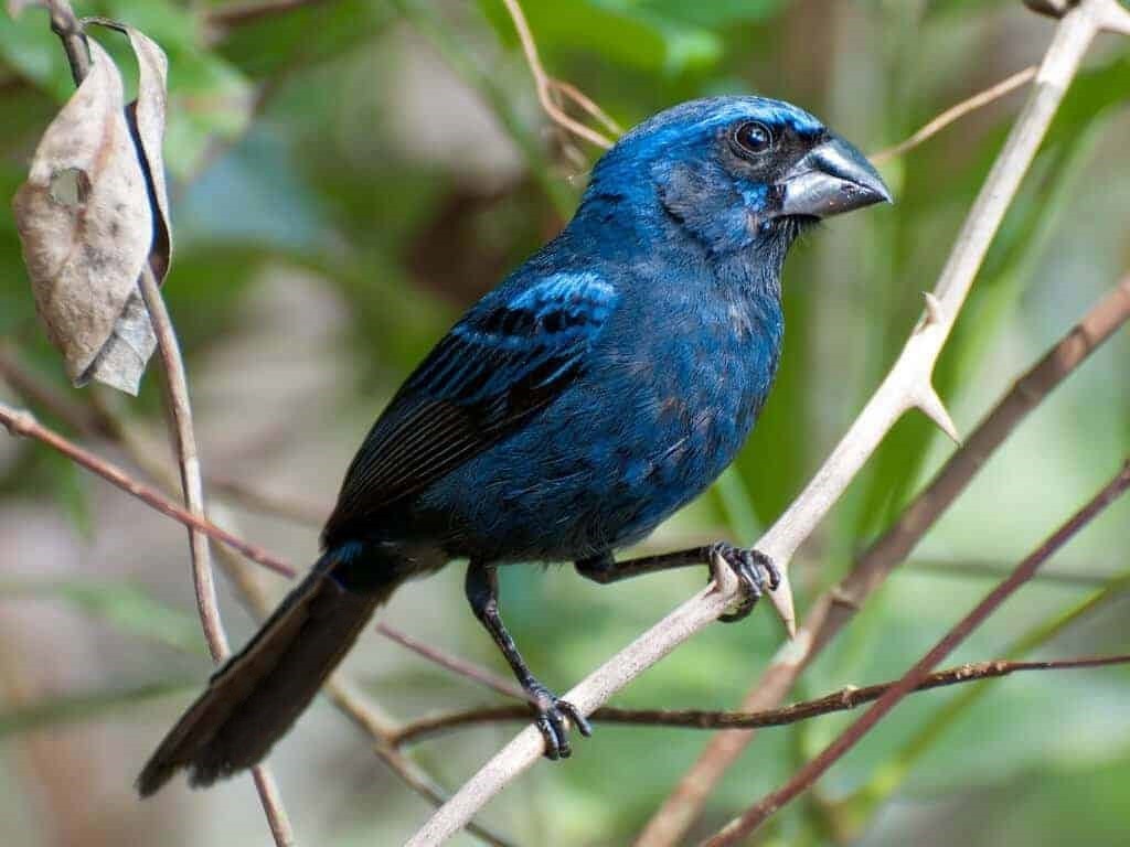 características do azulao-do-nordeste