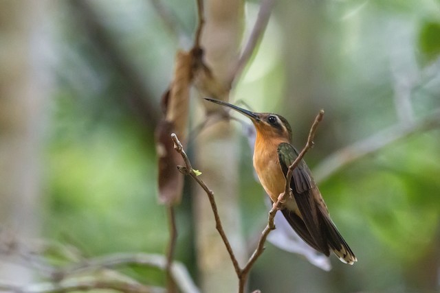 características do balanca-rabo-canela