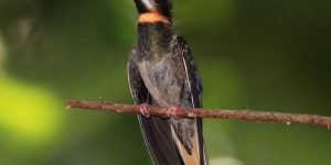 características do balanca-rabo-de-garganta-preta