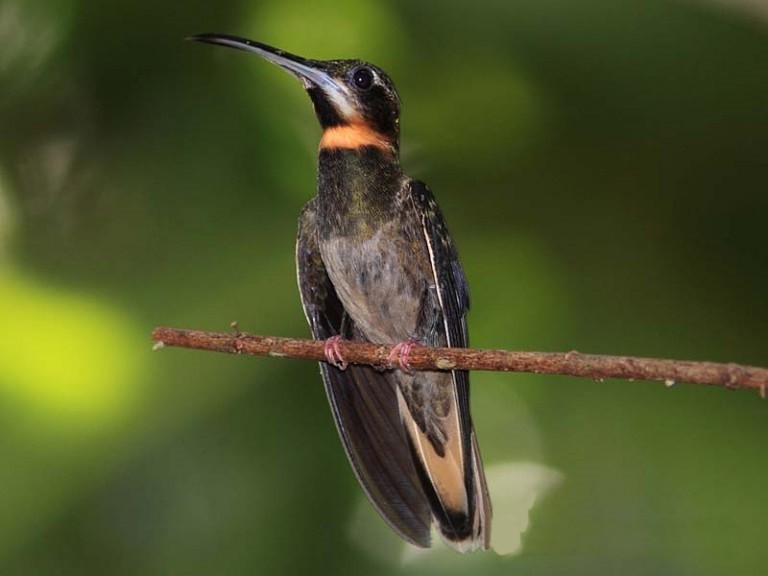 características do balanca-rabo-de-garganta-preta