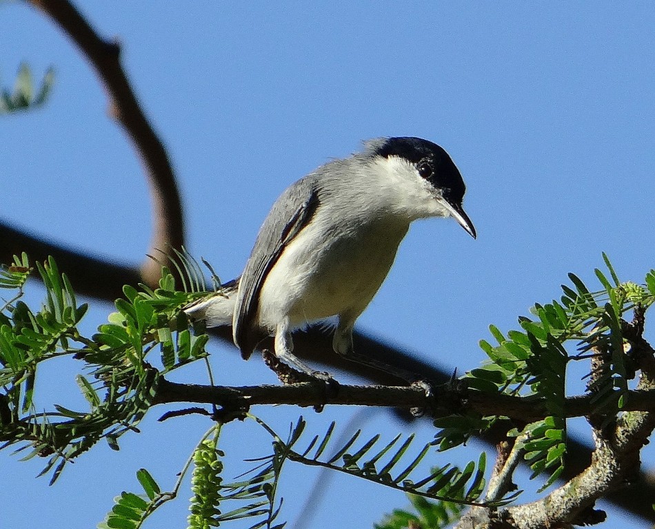 caracteristicas do balanca-rabo-do-nordeste