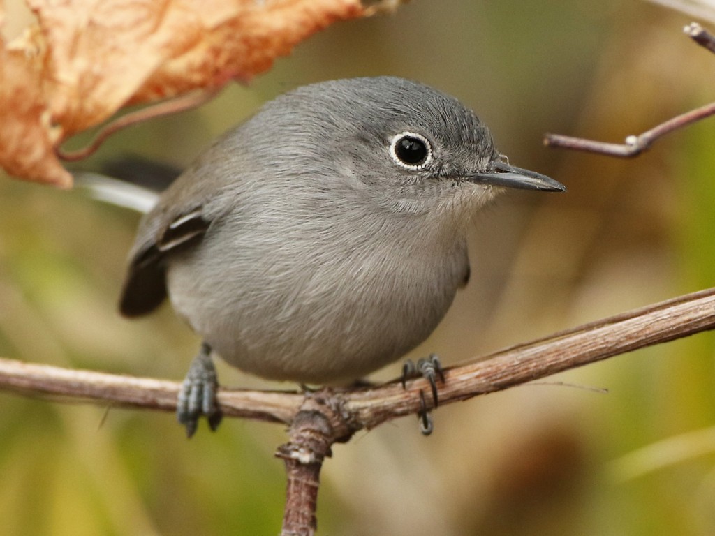 características do balanca-rabo-guianense