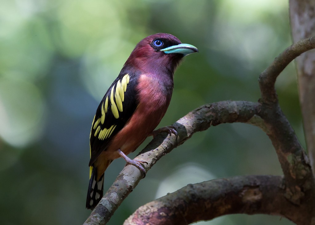 caracteristicas do banded broadbill