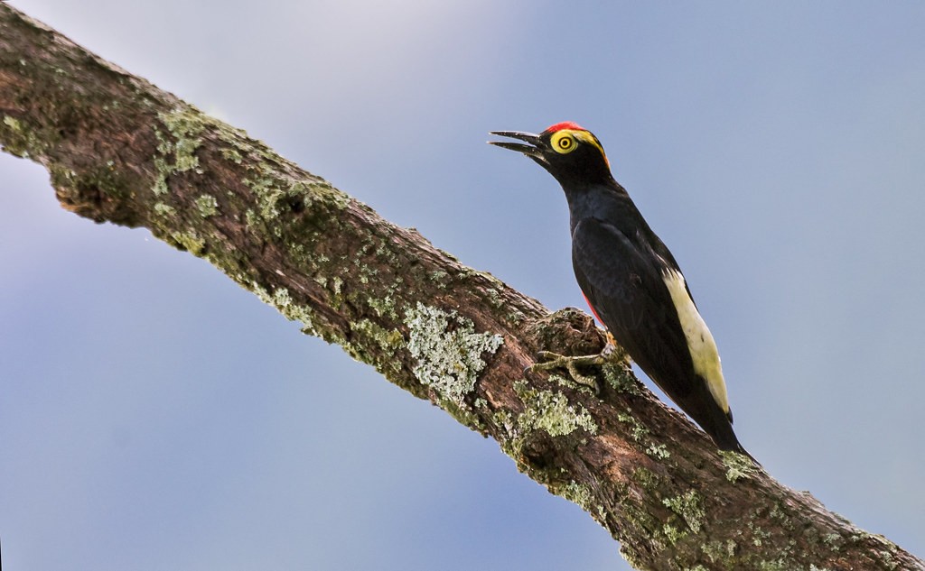 caracteristicas do bendito