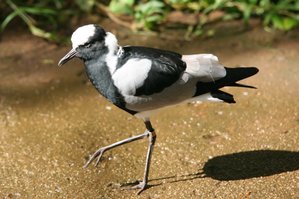 características do bibe-preto-e-branco